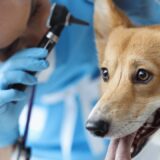 「米国で謎の犬の呼吸器疾患が蔓延」で使用されるAI技術、プログラム言語、クラウドサーバーは？